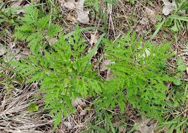 Attēlu rezultāti vaicājumam “Ambrosia artemisiifolia”