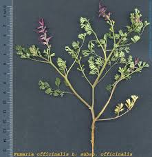 Image result for Fumaria officinalis