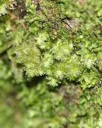 Attēlu rezultāti vaicājumam “Neckera pennata”