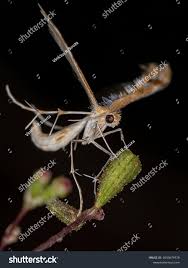 Attēlu rezultāti vaicājumam “Pterophoridae”