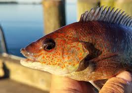 Image result for Tautogolabrus adspersus