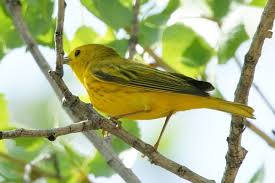 Image result for Dendroica petechia