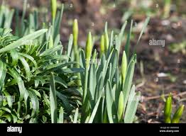 Attēlu rezultāti vaicājumam “Narcissus bud”