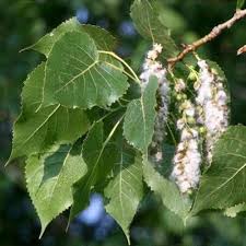 Attēlu rezultāti vaicājumam “Populus x jackii”