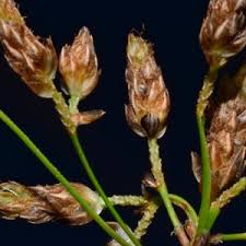 Attēlu rezultāti vaicājumam “Schoenoplectus lacustris subsp. glaucus bud”