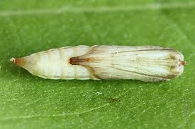 Attēlu rezultāti vaicājumam “Platyptilia sp.”