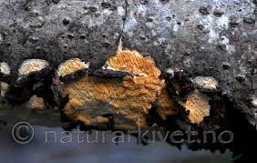 Attēlu rezultāti vaicājumam “Hymenochaete tabacina”