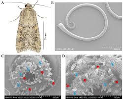 Attēlu rezultāti vaicājumam “Hadula trifolii larva”