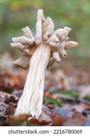 Attēlu rezultāti vaicājumam “Helvella atra”