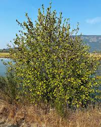 Attēlu rezultāti vaicājumam “Crataegus douglasii”