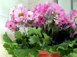 Image result for Primula malacoides