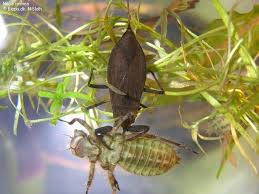 Attēlu rezultāti vaicājumam “Nepa cinerea nymph”