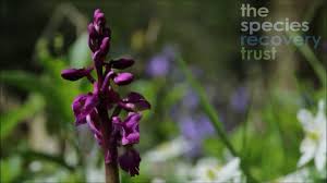 Attēlu rezultāti vaicājumam “Orchis mascula flower”