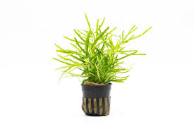 Attēlu rezultāti vaicājumam “Biscogniauxia repanda”