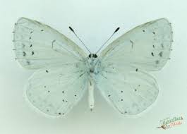 Attēlu rezultāti vaicājumam “Celastrina argiolus female”