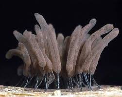 Attēlu rezultāti vaicājumam “Symphytocarpus flaccidus stalked”