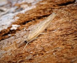 Attēlu rezultāti vaicājumam “Pediasia contaminella”