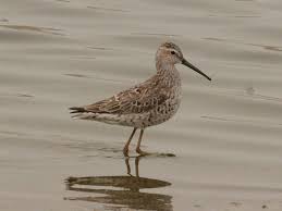 Image result for Calidris himantopus