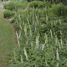 Image result for Digitalis lutea