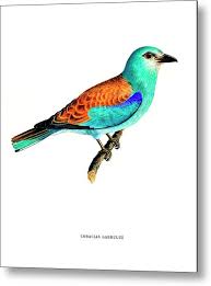 Attēlu rezultāti vaicājumam “Coracias garrulus”