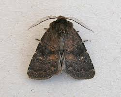 Attēlu rezultāti vaicājumam “Rusina ferruginea”