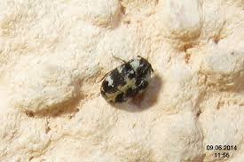 Attēlu rezultāti vaicājumam “Anthrenus scrophulariae”