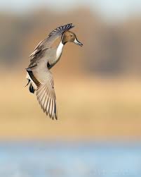 Image result for Anas acuta