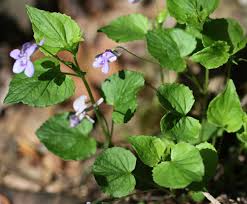 Attēlu rezultāti vaicājumam “Viola rupestris leaf”