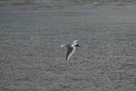 Image result for Wigan Seagulls