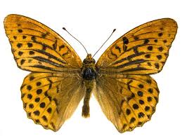 Attēlu rezultāti vaicājumam “Argynnis adippe”