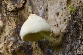 Attēlu rezultāti vaicājumam “Volvariella bombycina”