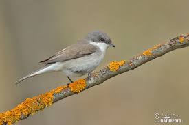 Attēlu rezultāti vaicājumam “Sylvia curruca”