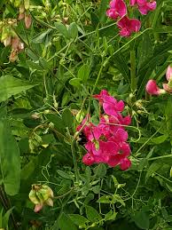 Attēlu rezultāti vaicājumam “Campanula cervicaria flower”