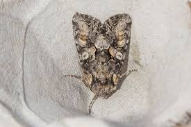 Attēlu rezultāti vaicājumam “Lacanobia contigua”