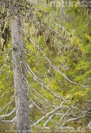 Attēlu rezultāti vaicājumam “Usnea filipendula”