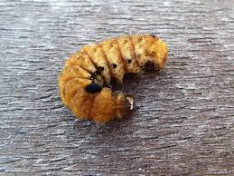 Attēlu rezultāti vaicājumam “Noctua fimbriata larva”