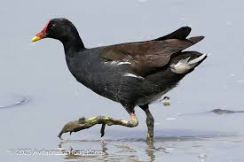 Attēlu rezultāti vaicājumam “Gallinula chloropus adult”