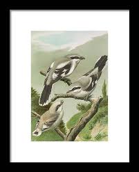 Attēlu rezultāti vaicājumam “Lanius excubitor”