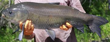 Image result for Ictiobus niger