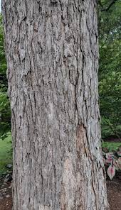 Attēlu rezultāti vaicājumam “Acer saccharinum”