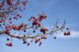 Attēlu rezultāti vaicājumam “Crataegus monogyna fruit”