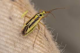 Attēlu rezultāti vaicājumam “Stenotus binotatus”