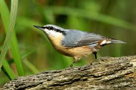 Attēlu rezultāti vaicājumam “Sitta europaea”