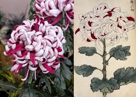 Image result for Chrysanthemum spectabile