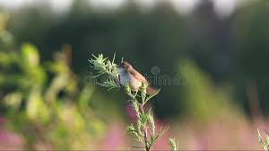 Attēlu rezultāti vaicājumam “Hippolais caligata”