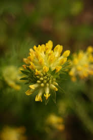 Attēlu rezultāti vaicājumam “Anthyllis arenaria flower”