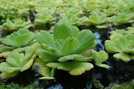Attēlu rezultāti vaicājumam “Pistia stratiotes”