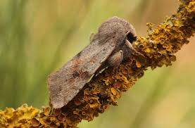 Attēlu rezultāti vaicājumam “Orthosia incerta”