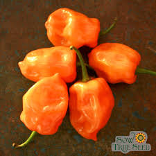 Afbeeldingsresultaat voor orange habanero hot pepper