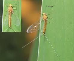 Attēlu rezultāti vaicājumam “Bolitophagus reticulatus imago”